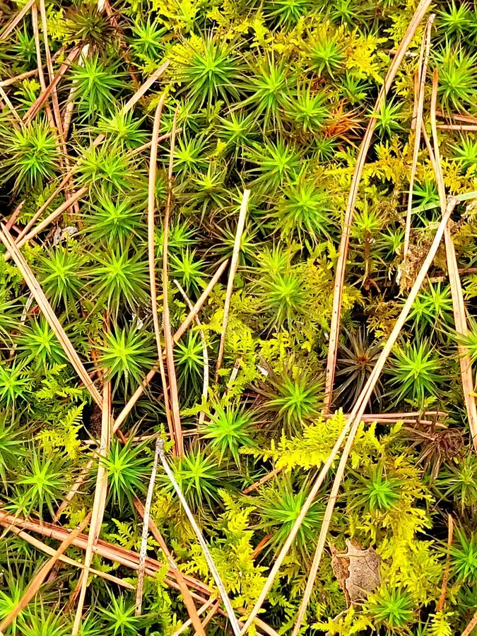 plytrichum-moss-also-known-as-hair-cap-polytrichum-244036452.jpg