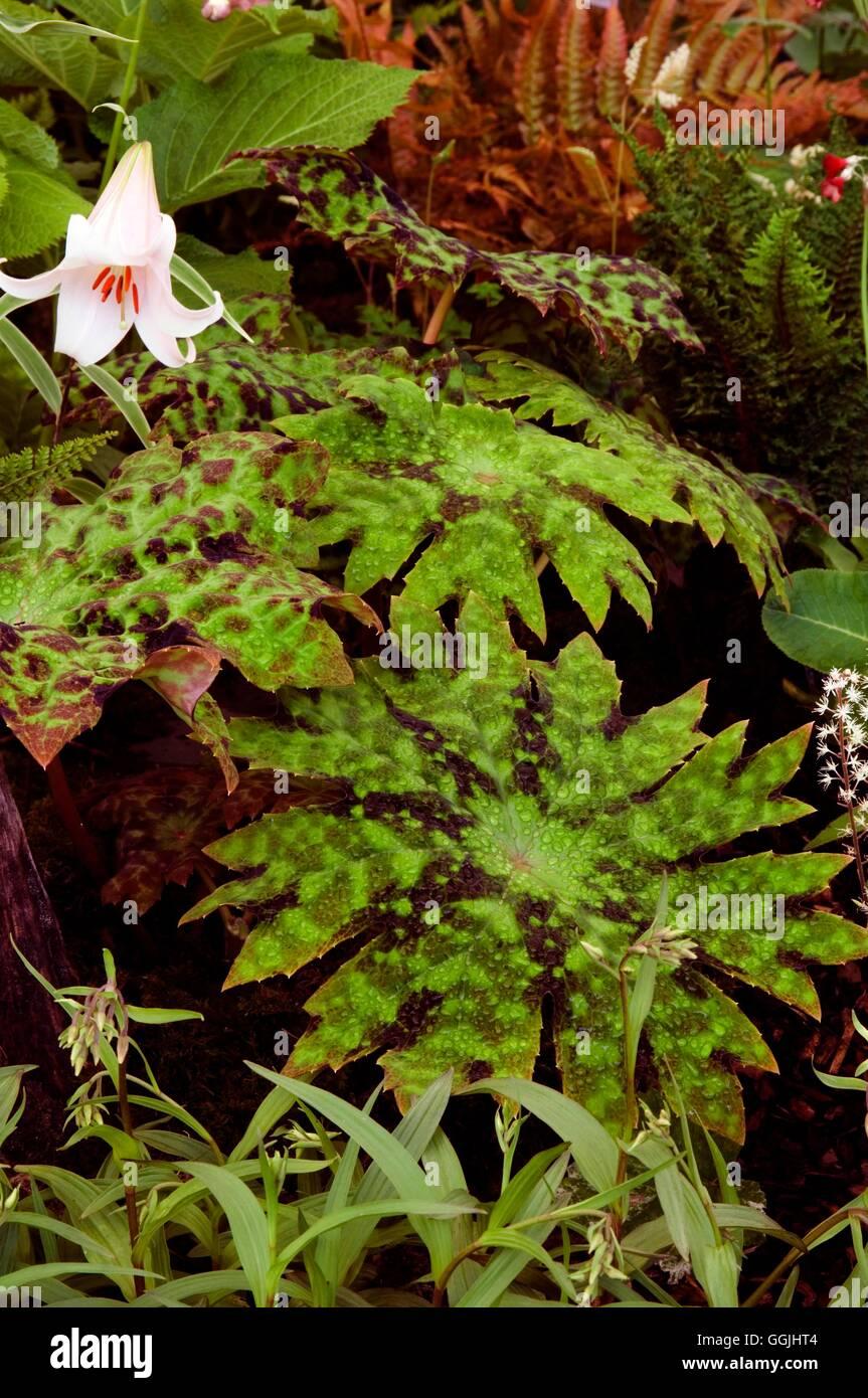 podophyllum-delavayi-miw253369-GGJHT4.jpg