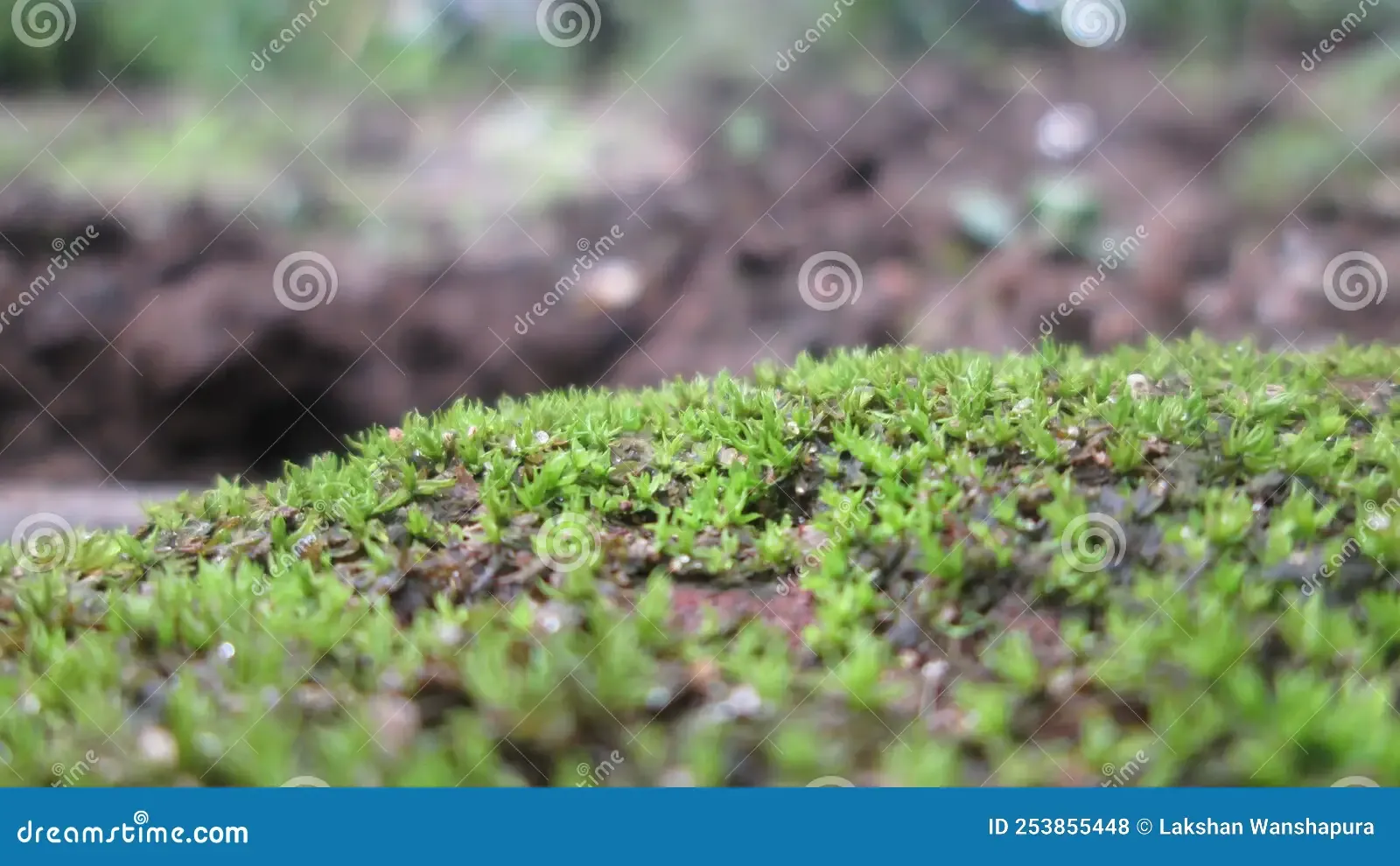 pogonatum-genus-mosses-commonly-called-spike-moss-253855448.jpg