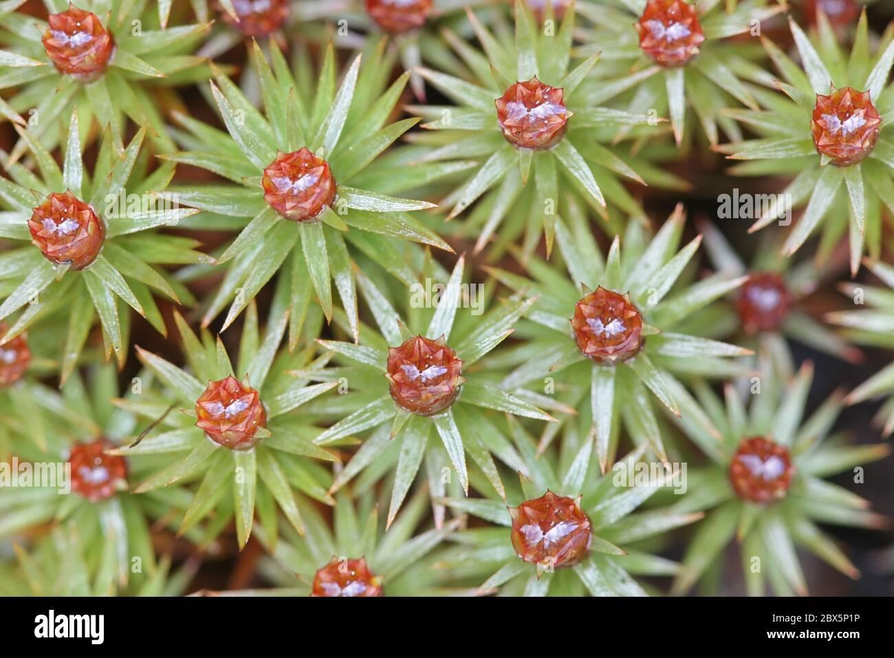 pogonatum-urnigerum-commonly-called-urn-haircap-or-pogonatum-moss-2BX5P1P.jpg