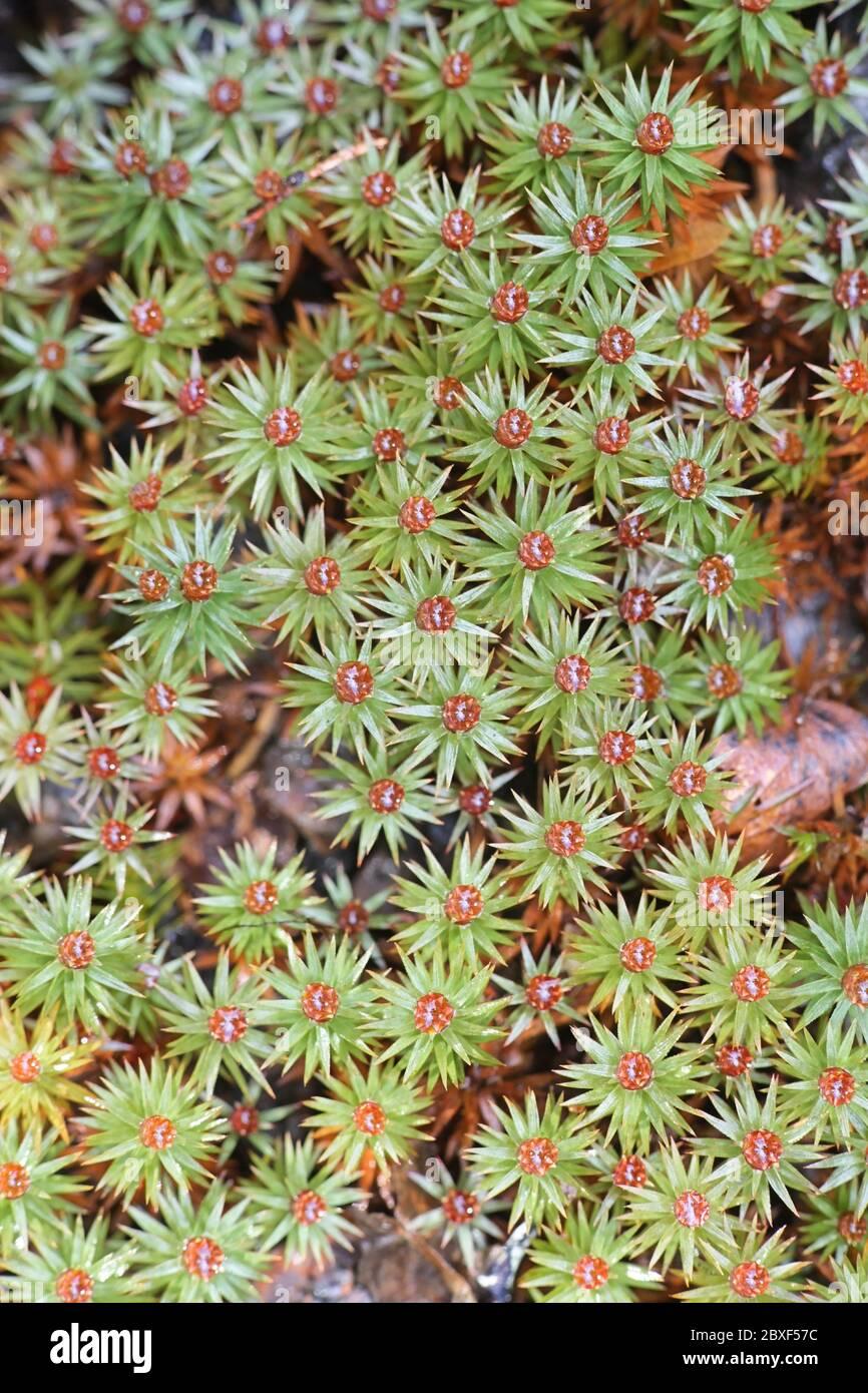 pogonatum-urnigerum-commonly-called-urn-haircap-or-pogonatum-moss-2BXF57C.jpg