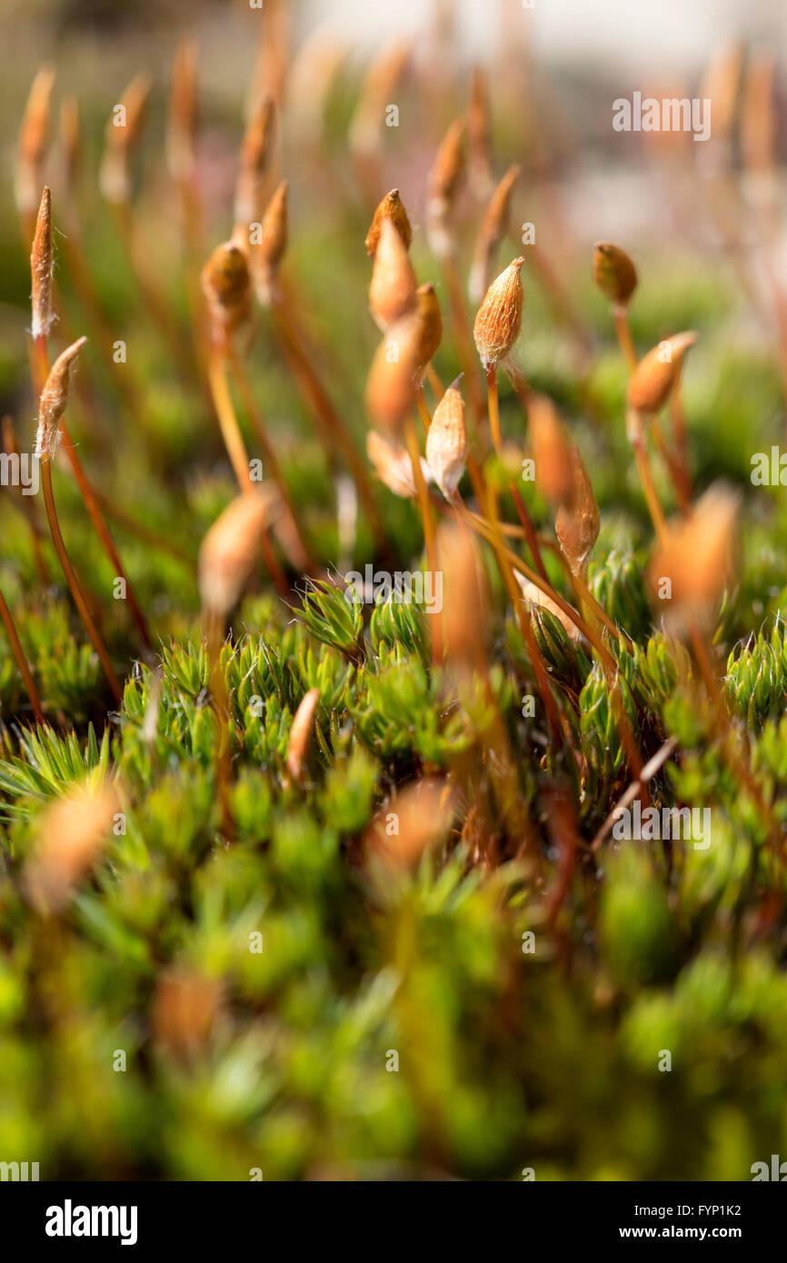 pogonatum-urnigerum-moss-growing-on-the-uplands-of-denbighshire-north-FYP1K2.jpg