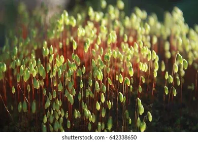 pohlia-moss-nutans-selective-focus-260nw-642338650.jpg