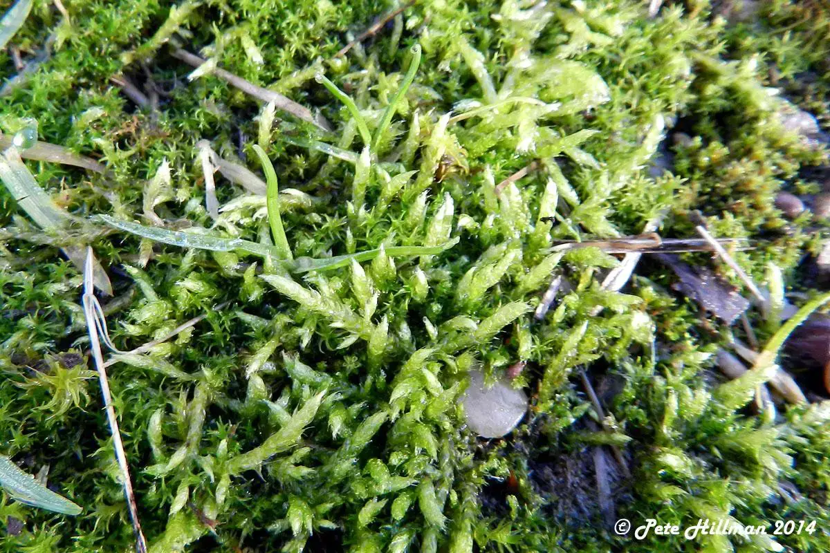 pointed-spear-moss-calliergonella-cuspidata.jpg