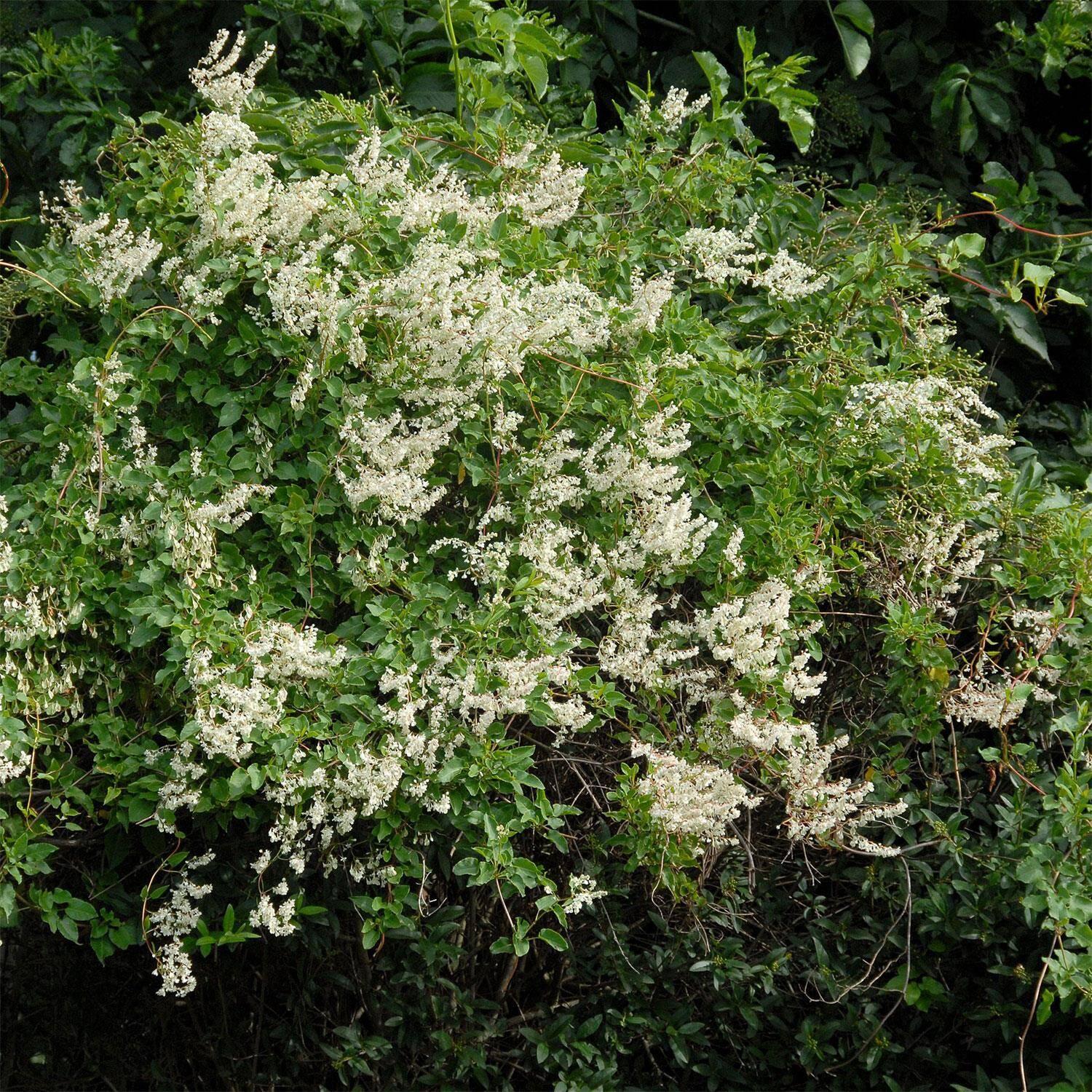 polygonum-aubertii.jpg