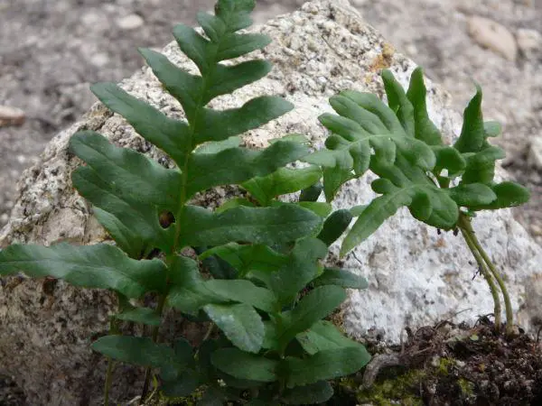 polypodium_californicum-1.jpg