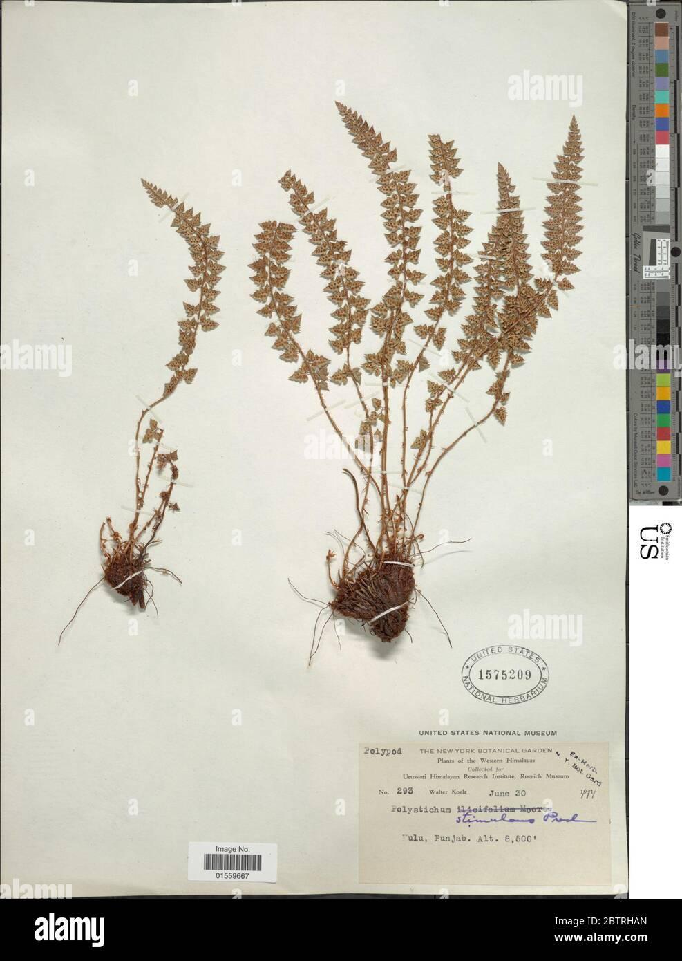 polystichum-stimulans-kunze-ex-mett-bedd-2BTRHAN.jpg