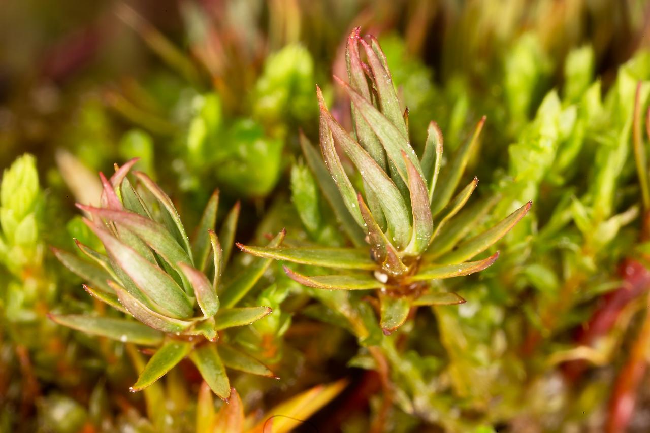 polytrichastrum_alpinum.jpg