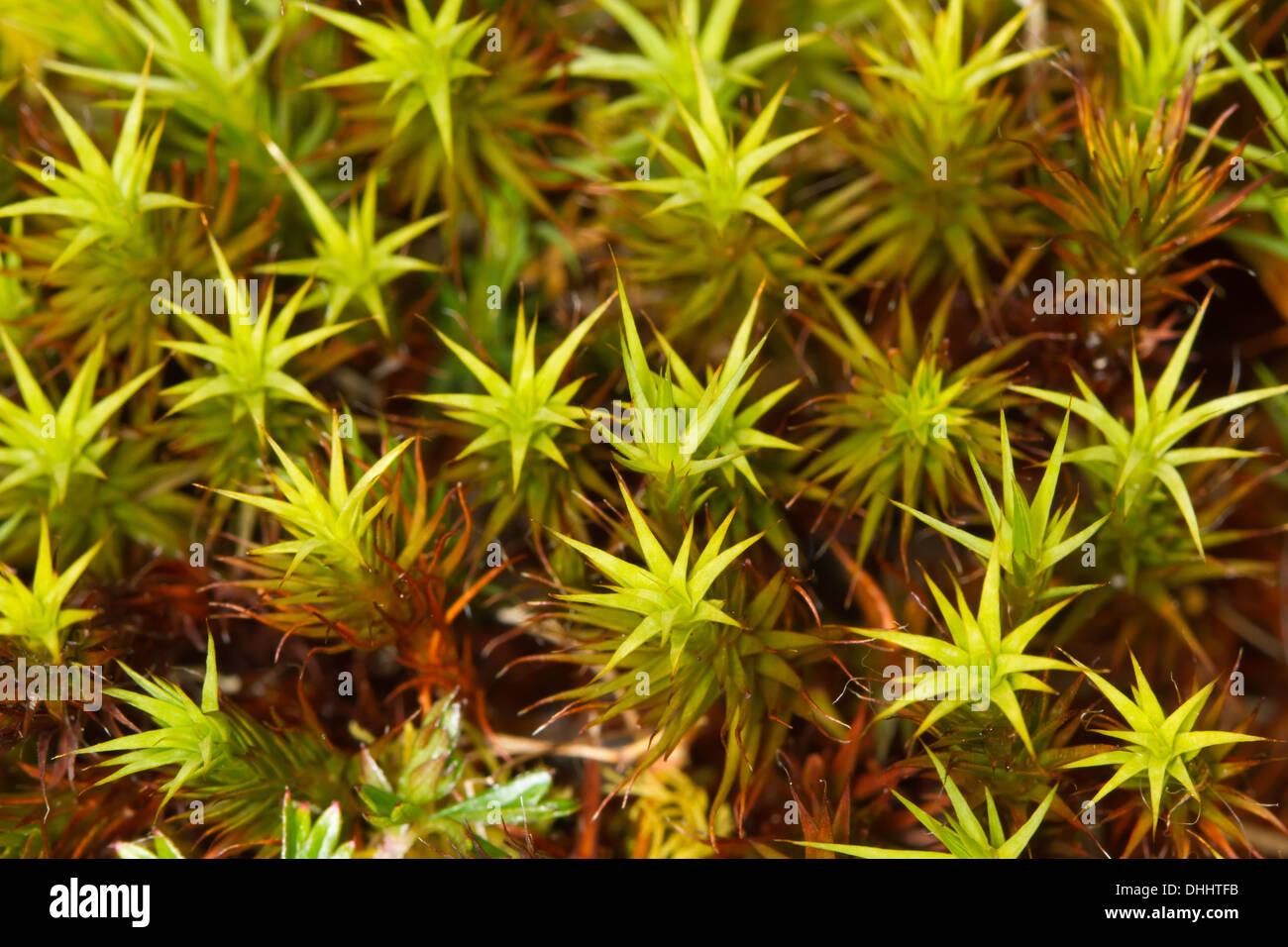 polytrichum-commune-common-haircap-moss-DHHTFB.jpg