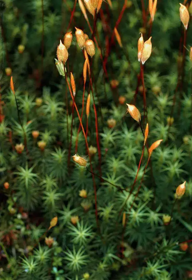 polytrichum-commune-moss-with-sporophytes-dr-jeremy-burgessscience-photo-library.jpg