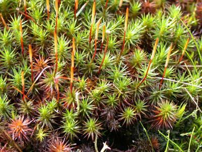 polytrichum-juniperinum-gametophyte1.jpg