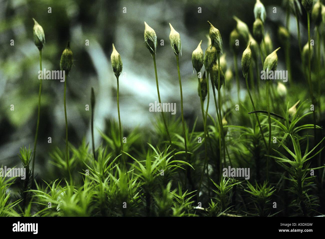 polytrichum-moss-polytrichum-formosum-polytrichum-attenuatum-gametophytes-A5DXGW.jpg