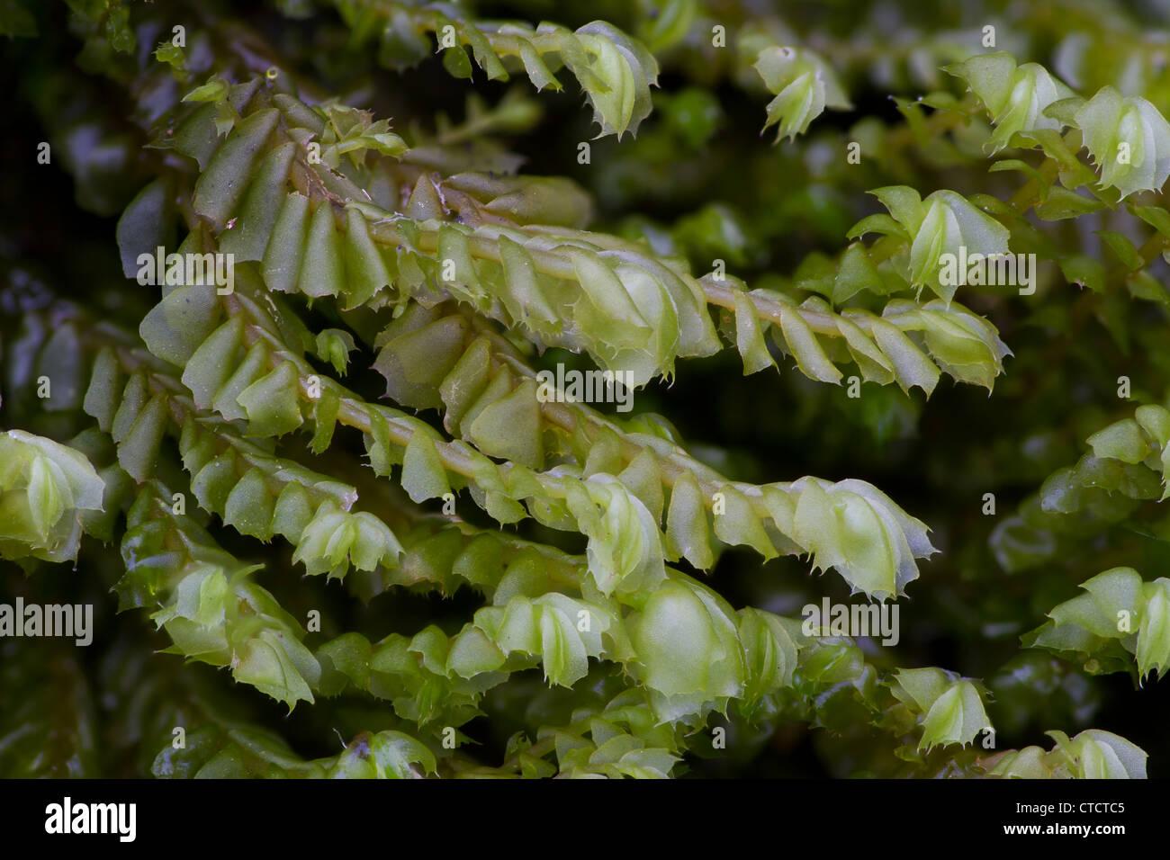 prickly-featherwort-plagiochila-spinulosa-CTCTC5.jpg