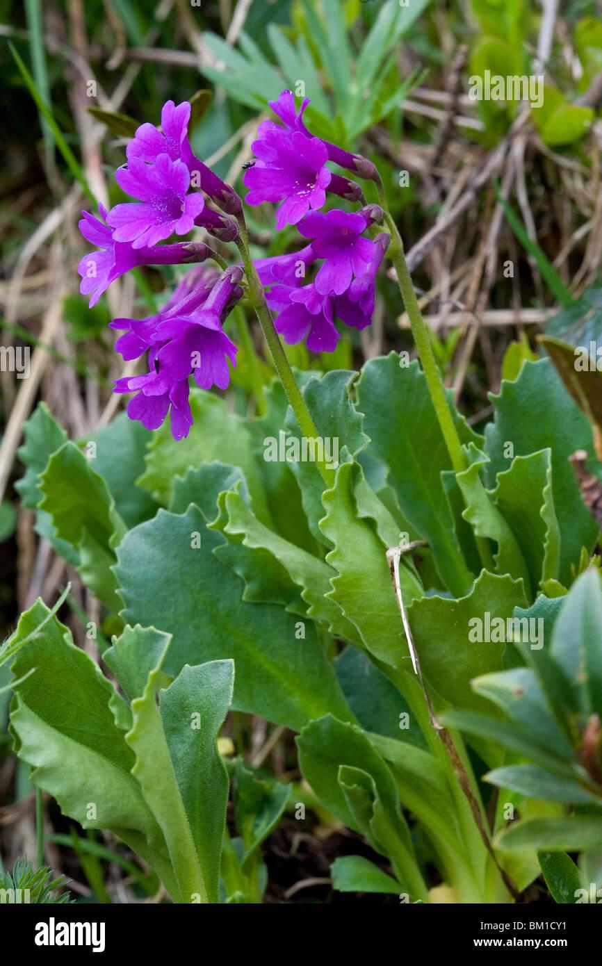 primula-latifolia-BM1CY1.jpg