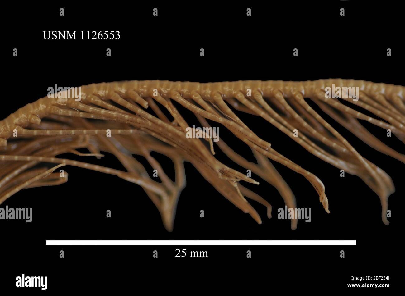 promachocrinus-kerguelensis-30-sep-20162316-2BF234J.jpg