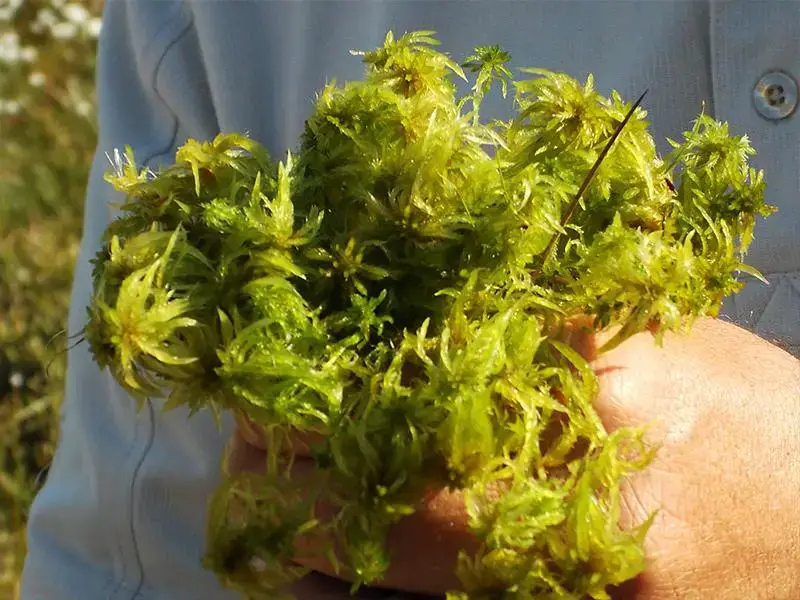 promix_greenhouse_growing_sphagnum-moss-close-up.jpg