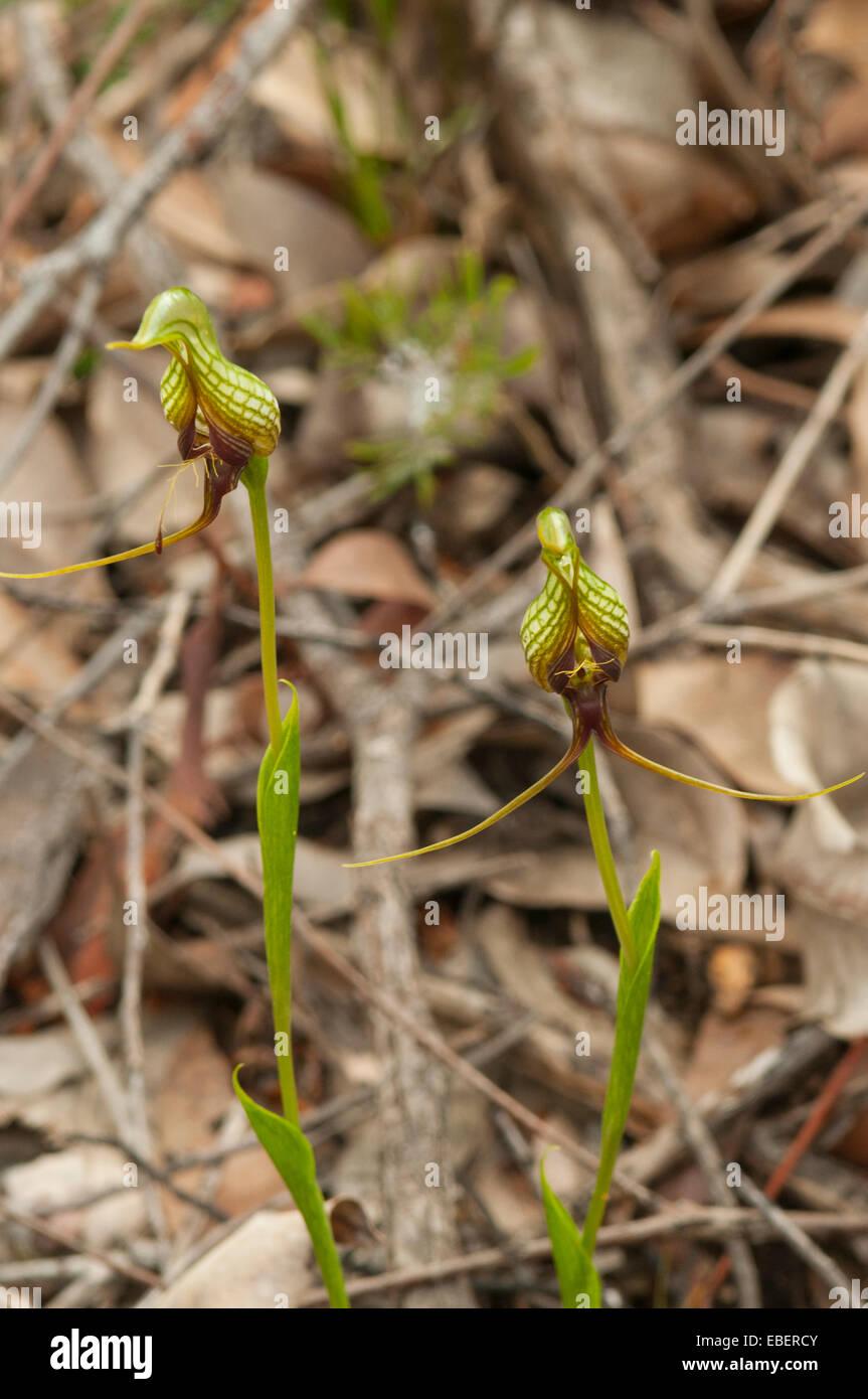 pterostylis-tasmanica-bearded-greenhood-orchid-in-stirling-range-np-EBERCY.jpg