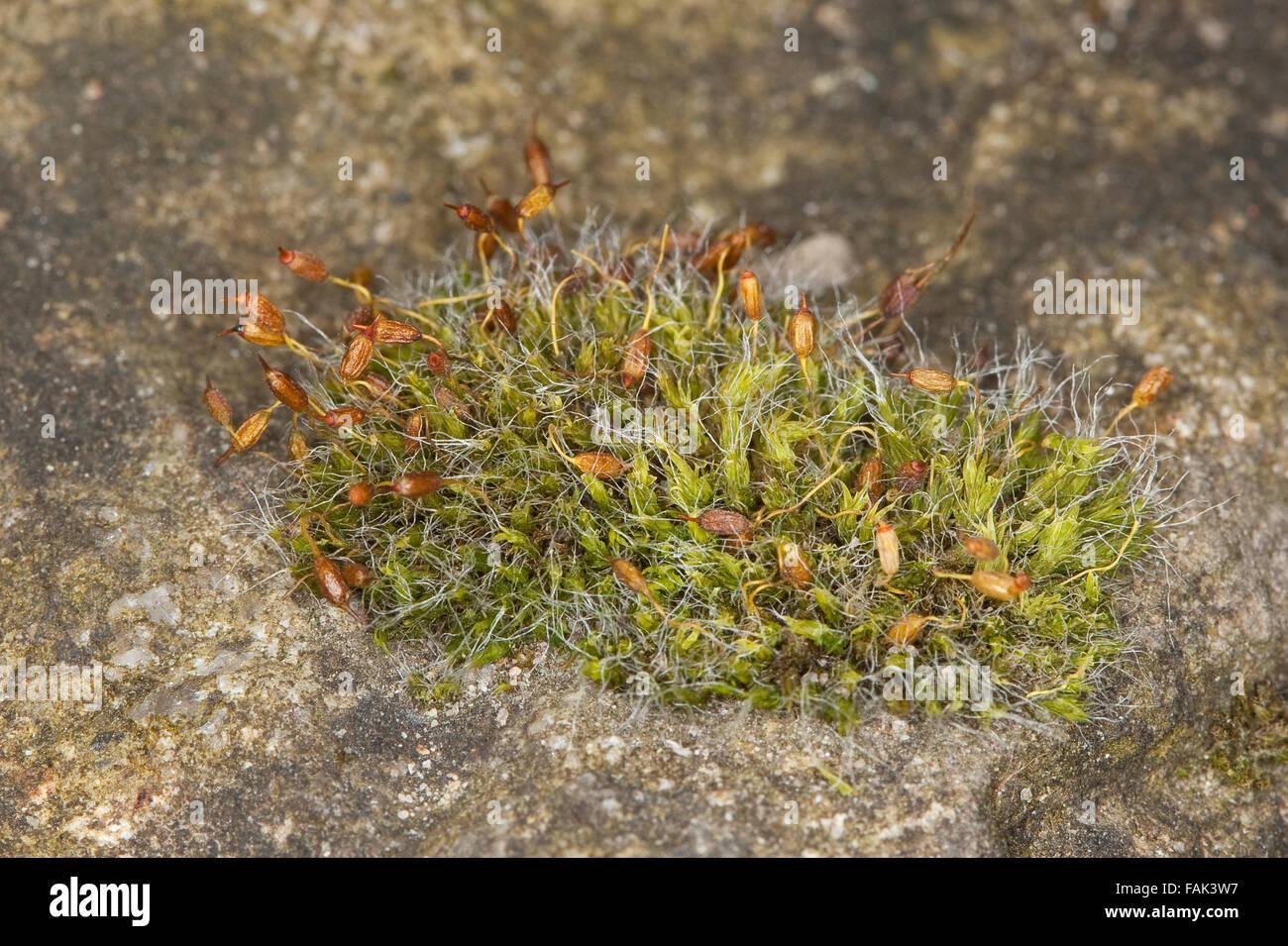 pulvinate-dry-rock-moss-polster-kissenmoos-polsterkissenmoos-gemeines-FAK3W7.jpg