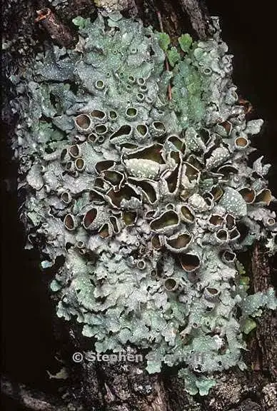 punctelia_graminicola_2.jpg