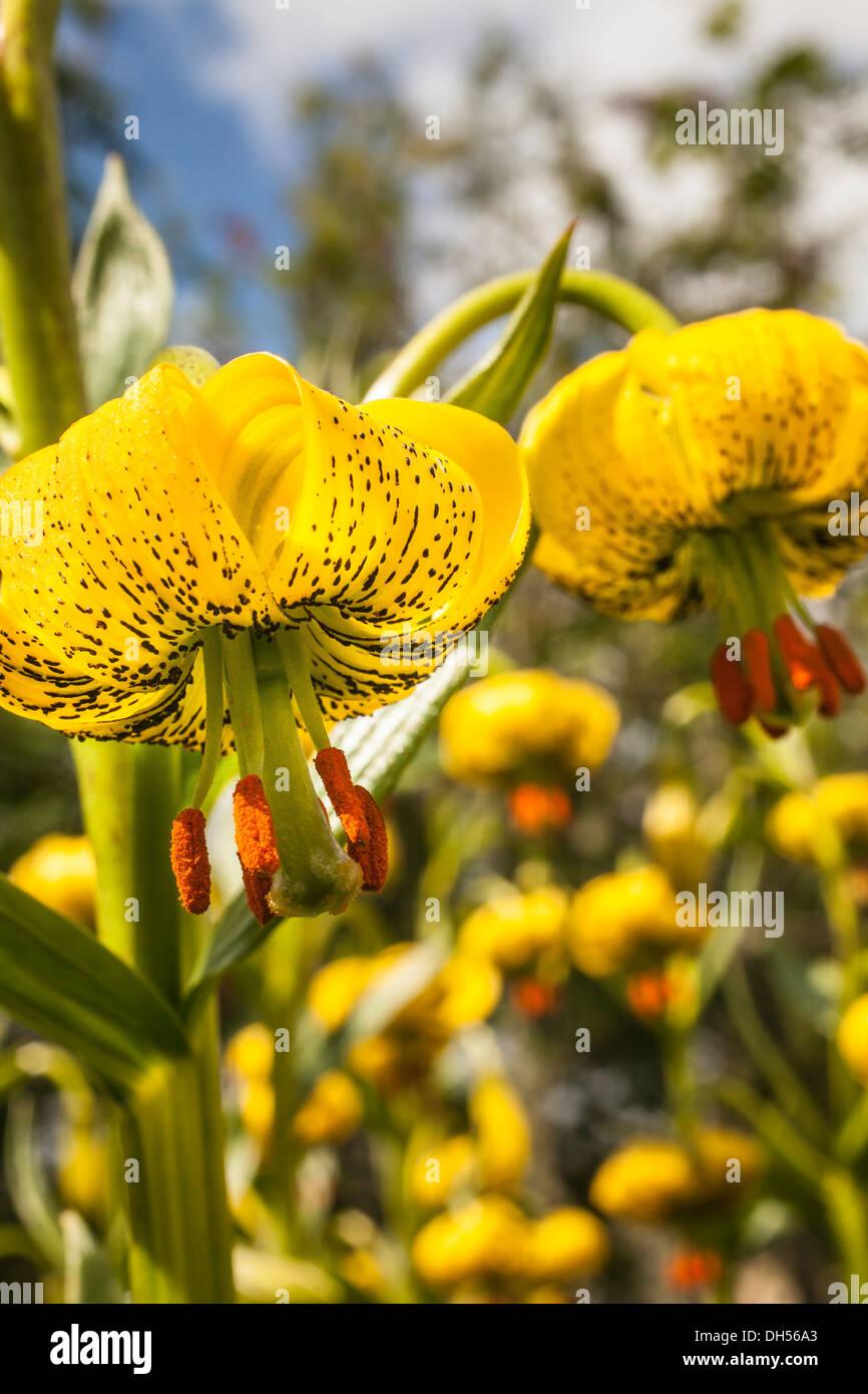 pyrenean-lily-lillium-pyrenaicum-in-scotland-DH56A3.jpg