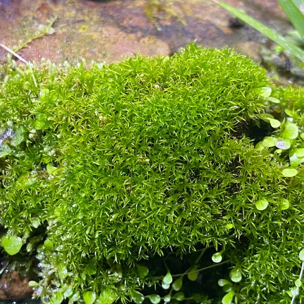 racomitrium_moss_leaves.jpg