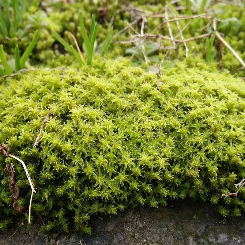 racomitrium_moss_racomitrium_canescens.jpg