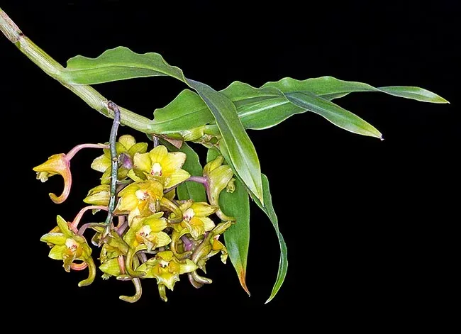 raro_in_coltura_il_dendrobium_sarawakense_e_un_epifita_del_borneo.jpg