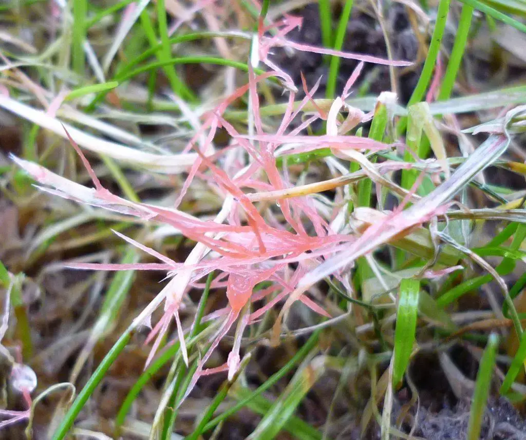 red-thread-disease-on-lawns_31579500936_o-e1516031403549-1024x857.jpg