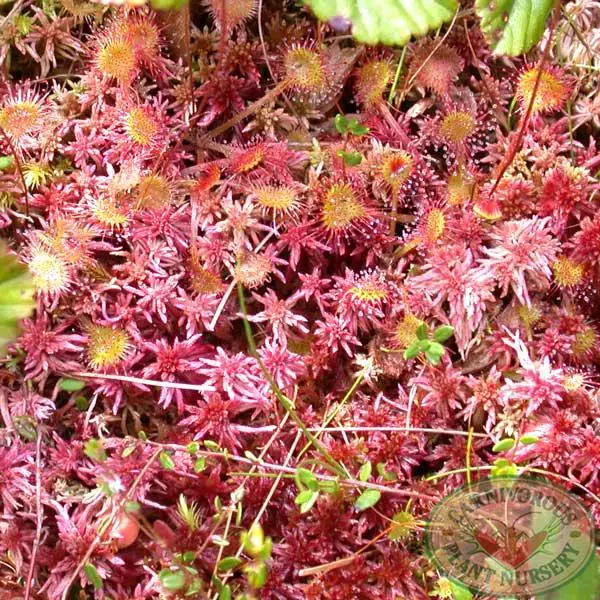 redsphagnum.1872a_x700.jpg