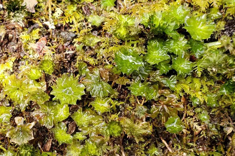 rhodobryum-roseum.jpg