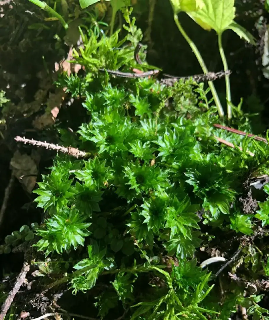 rhodobryum_giganteum_1641205538_5905f3e3.jpg