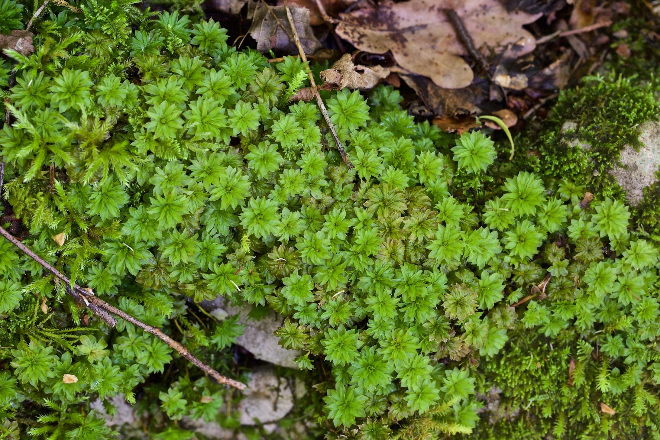 rhodobryum_ontariense_01_gb.jpg