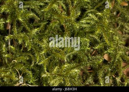 rhytidiadelphus-loreus-little-shaggy-moss-j68h3h.jpg