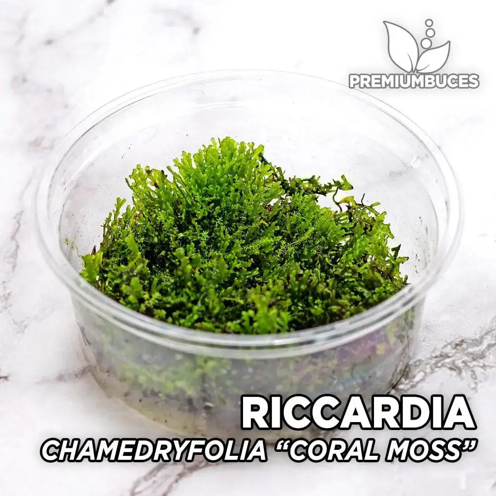 riccardia-chamedryfolia-coral-moss.jpg