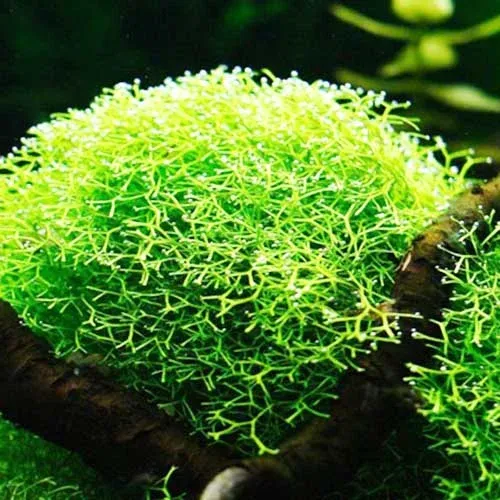 riccia-moss.jpg