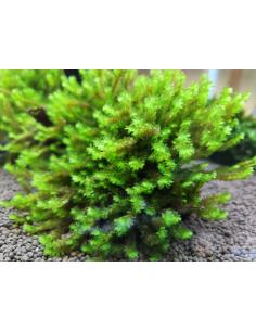 rose-moss-distichophyllum-rare-5gram-portion.jpg