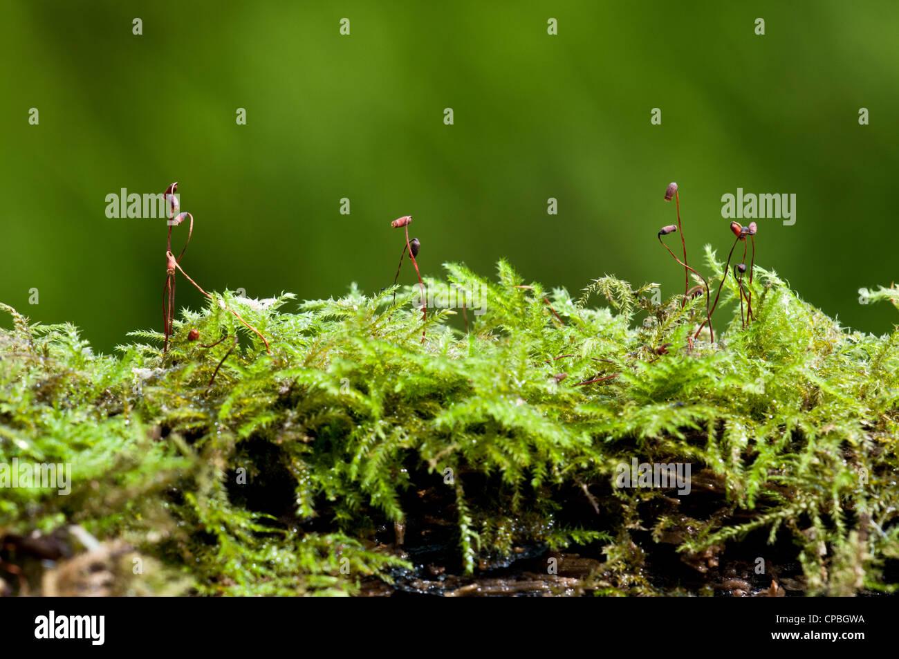 rough-stalked-feather-moss-brachythecium-rutabulum-with-spore-capsules-CPBGWA.jpg