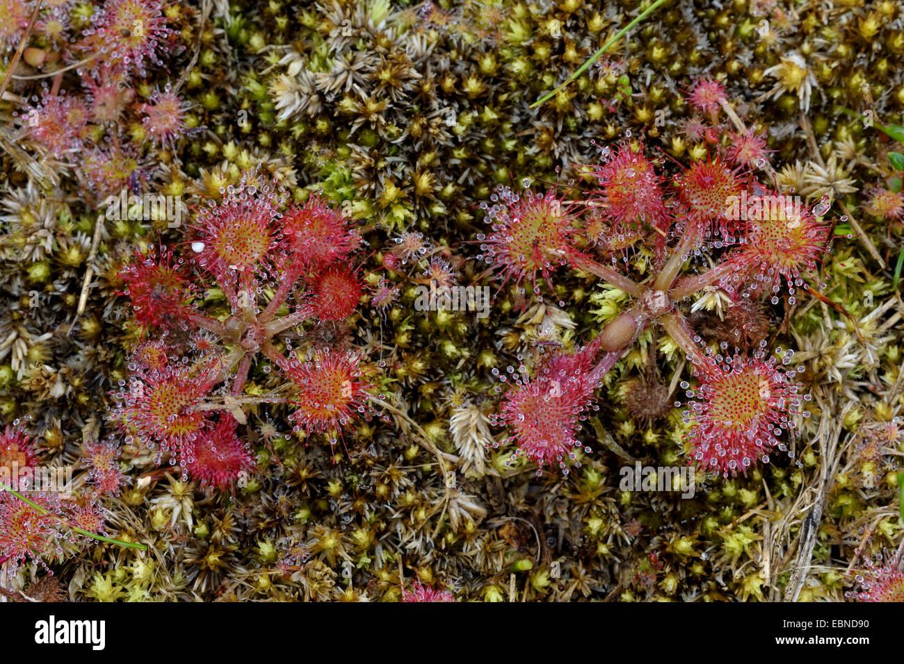 round-leaved-sundew-roundleaf-sundew-drosera-rotundifolia-between-EBND90.jpg