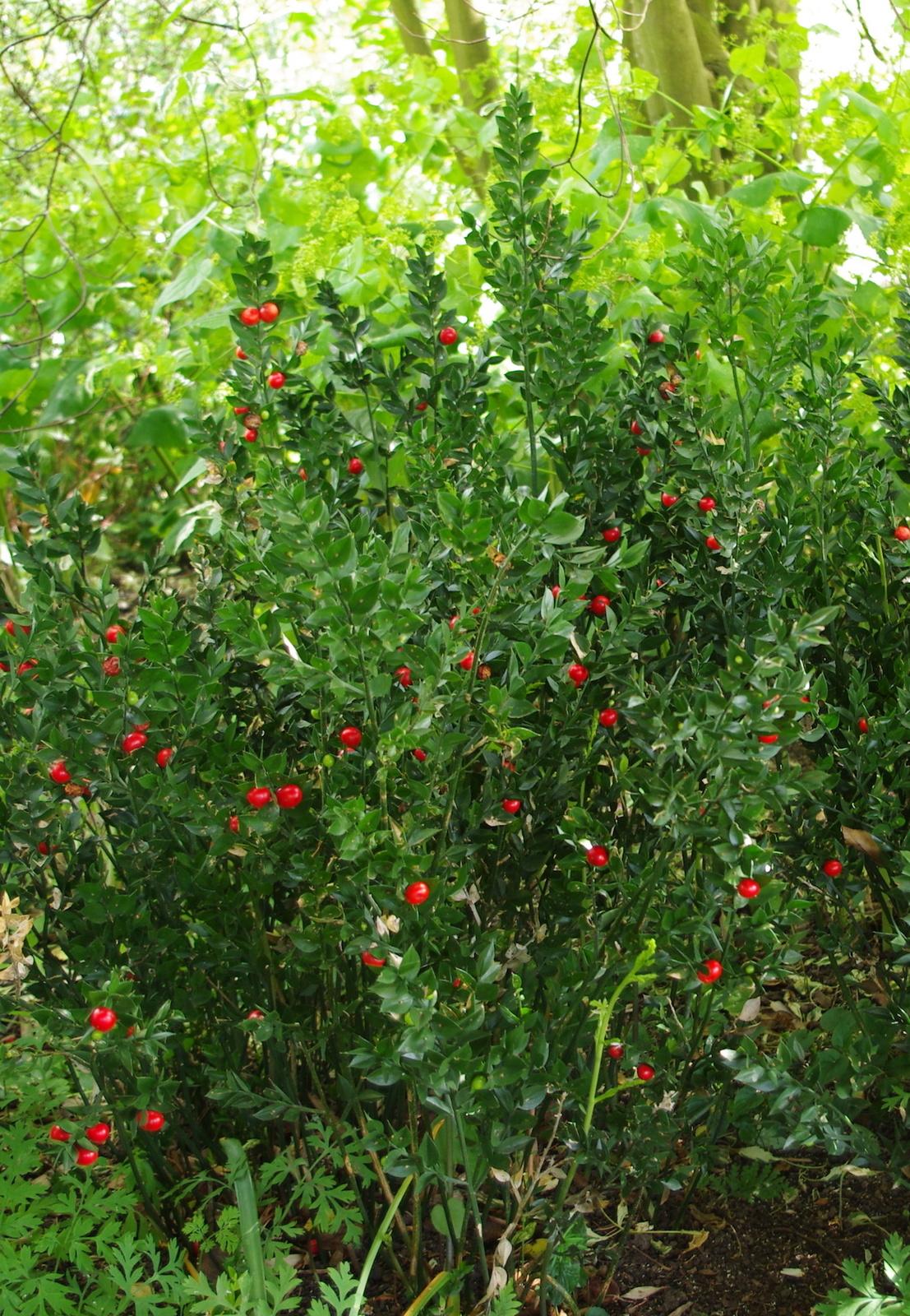 ruscus-aculeatus_4bc425778e.jpg