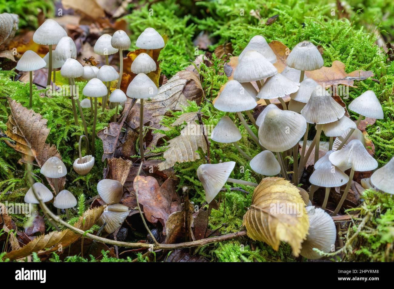 saprophytic-bonnet-mycena-sp-and-moss-in-a-deciduous-forest-haute-savoie-france-2HPYRM8.jpg