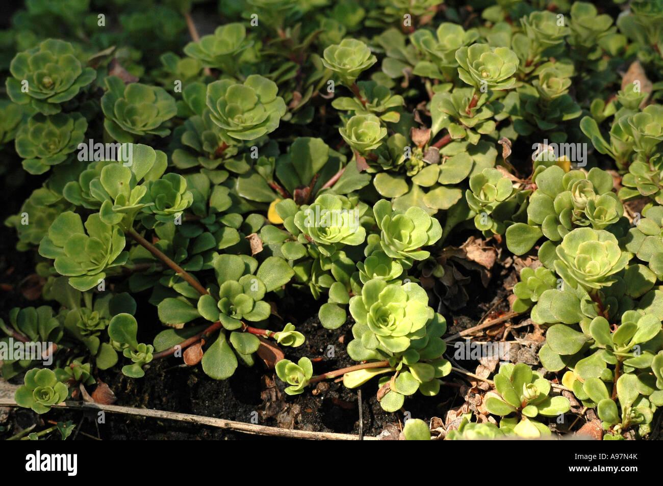 saxifraga-cuneifolia-A97N4K.jpg