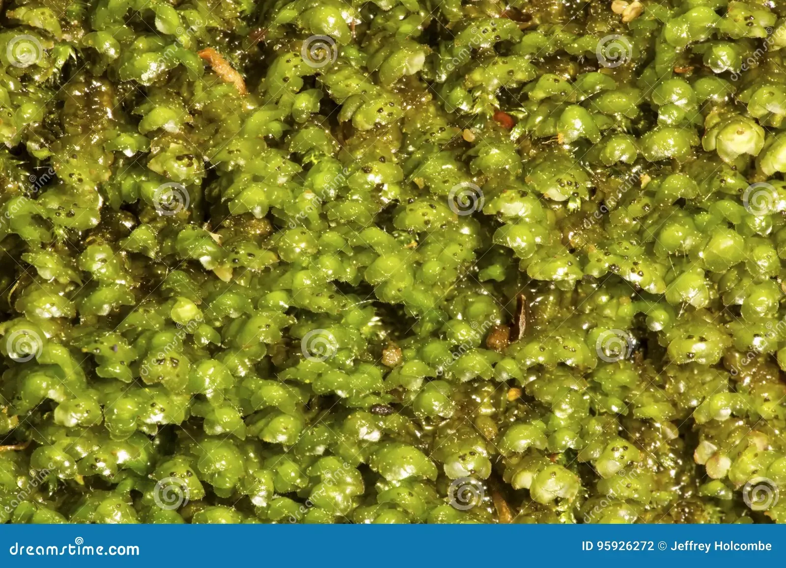 scapania-un-liverwort-frondoso-dalla-montagna-di-caso-manchester-co-95926272.jpg