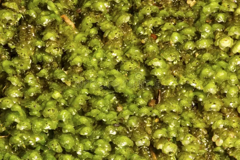 scapania-un-liverwort-frondoso-dalla-montagna-di-caso-manchester-co-95926272.jpg