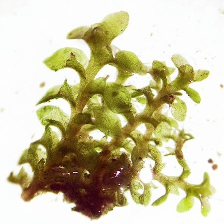 scapania_mucronata2.jpg