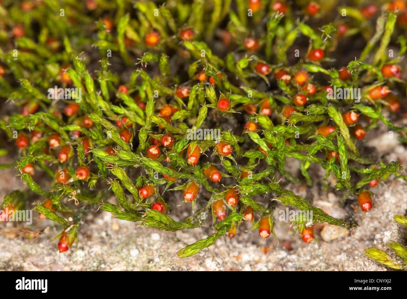 schistidium-moss-schistidium-apocarpum-agg-growing-on-a-stone-wall-CNYXJ2.jpg