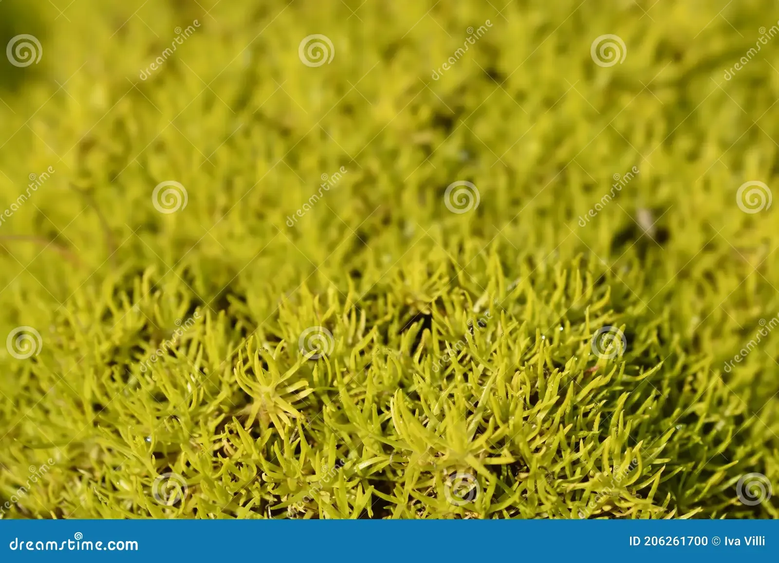 scotch-moss-aurea-latin-name-sagina-subulata-206261700.jpg