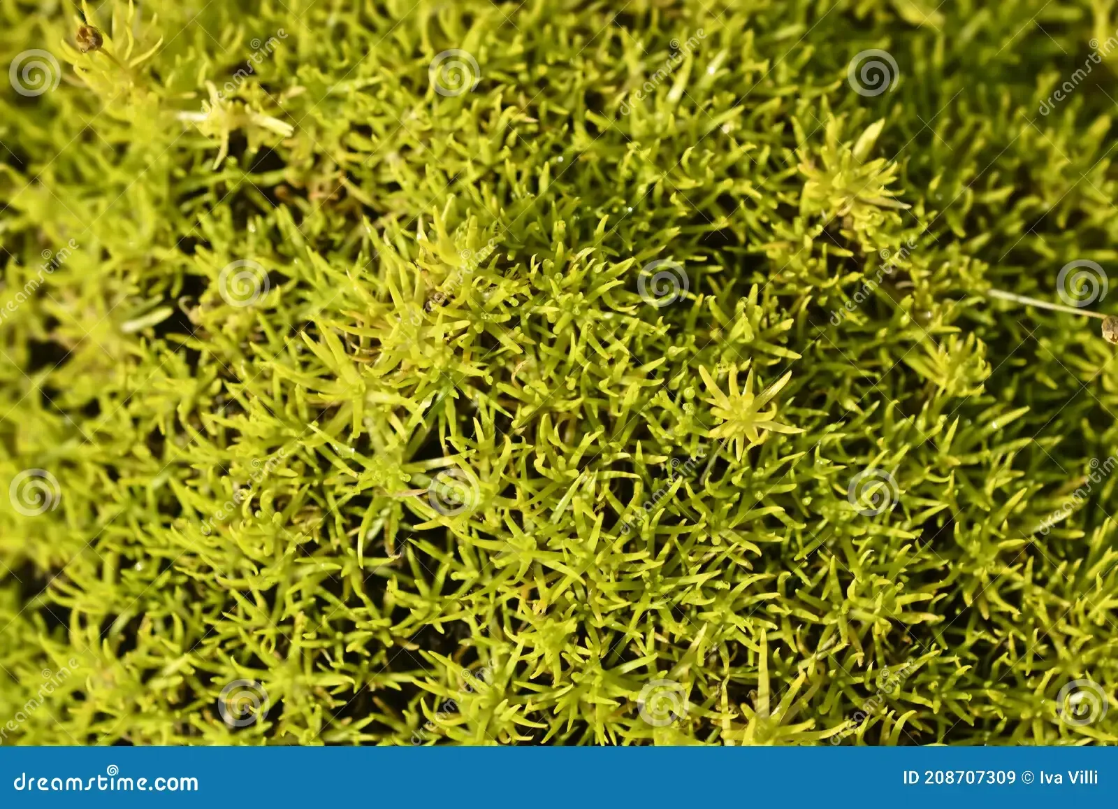 scotch-moss-aurea-latin-name-sagina-subulata-aurea-scotch-moss-aurea-208707309.jpg