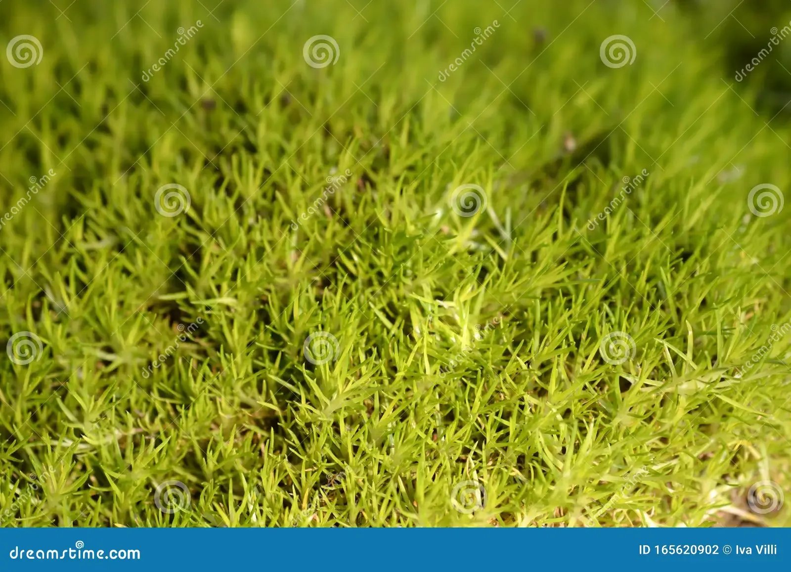 scotch-moss-aurea-nome-latino-sagina-subulata-165620902.jpg