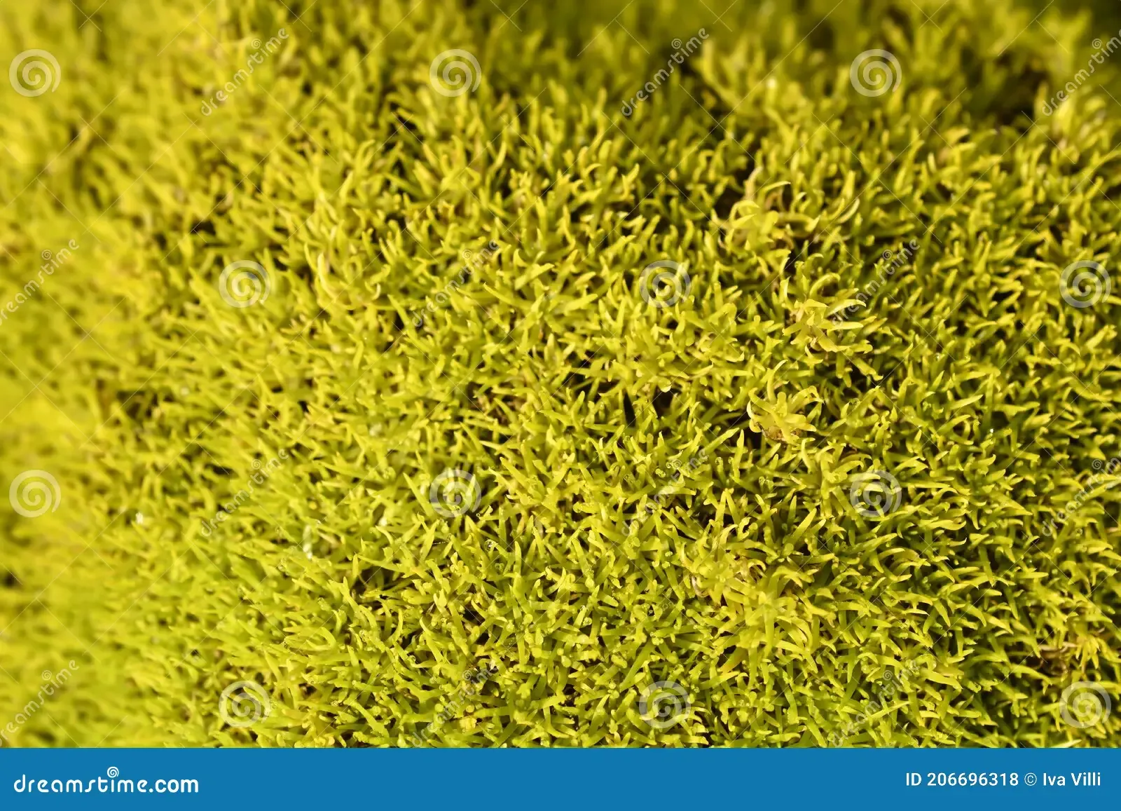 scotch-moss-aurea-scotch-moss-aurea-latin-name-sagina-subulata-aurea-206696318.jpg