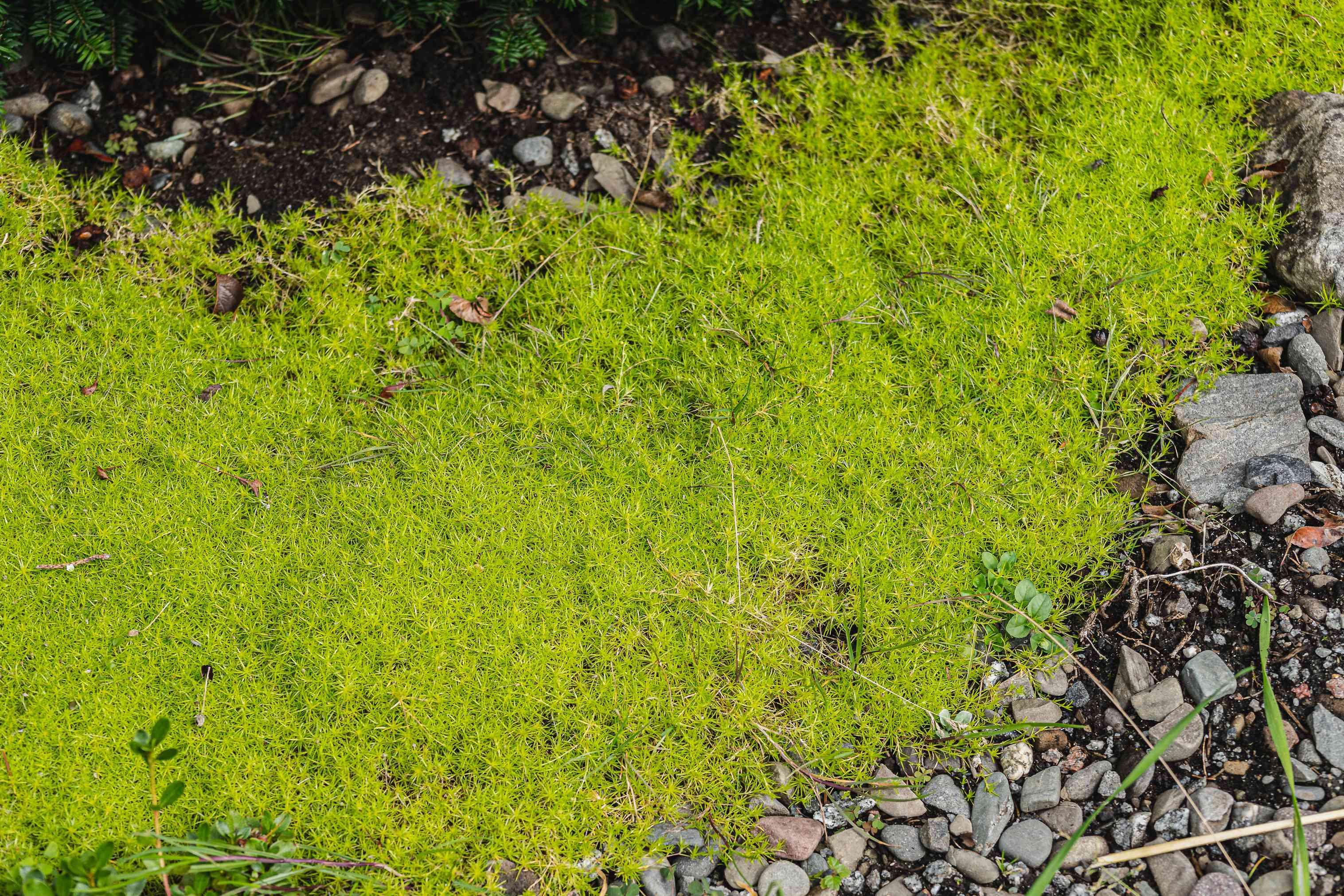 scotch-moss-plant-profile-5070467-08-39222664095b457182529de4ddf5bde5.jpg